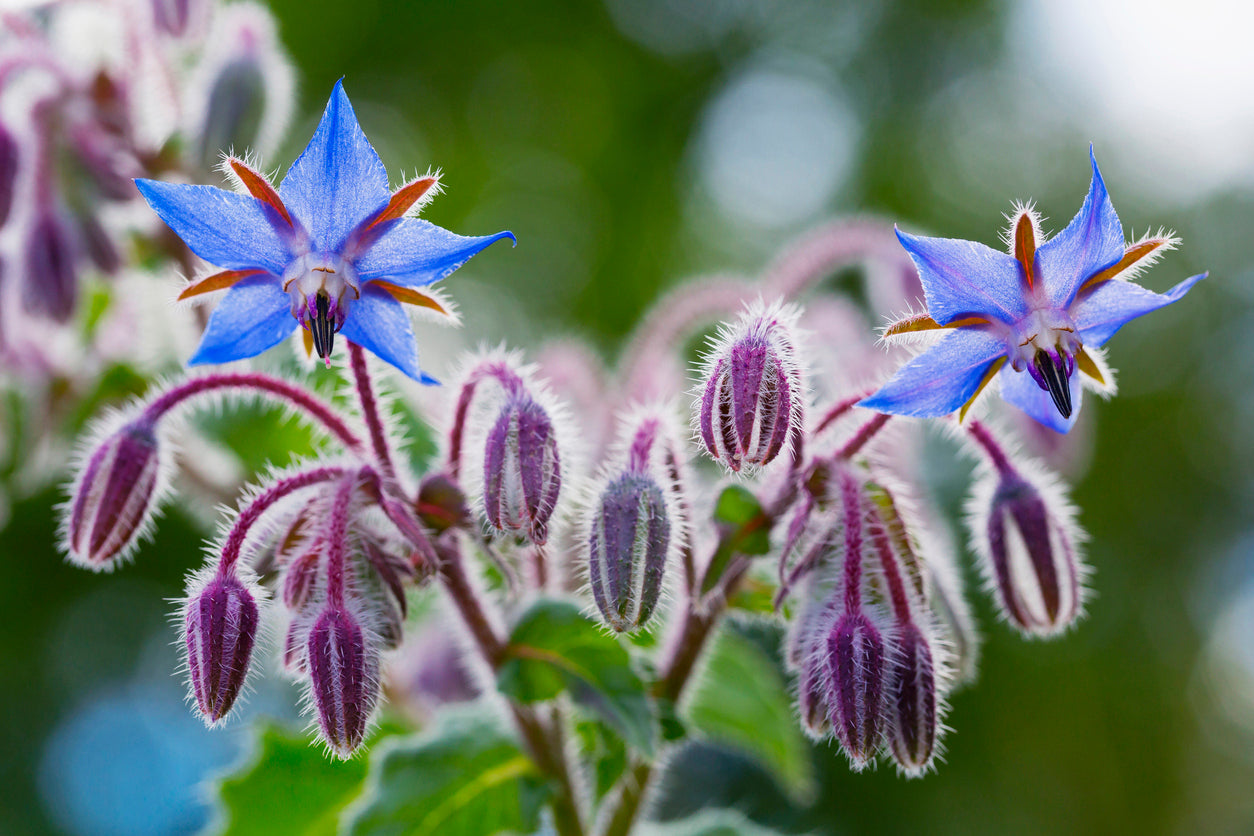 250 Samen Borretsch Borago officinalis Gewürz Kräuter Heilpflanze Bienenweide