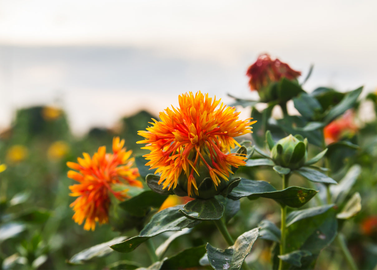 500 Samen Färberdistel Carthamus tinctorius Saflor Wildblume Heilpflanze