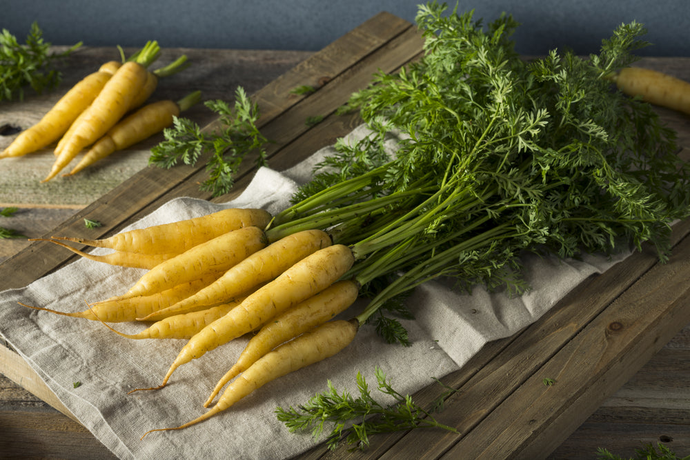 1000 Samen Gelbe Möhre „Lobbericher“ – Alte Karottensorte – Aromatisch & Ertragreich für Garten und Hochbeet