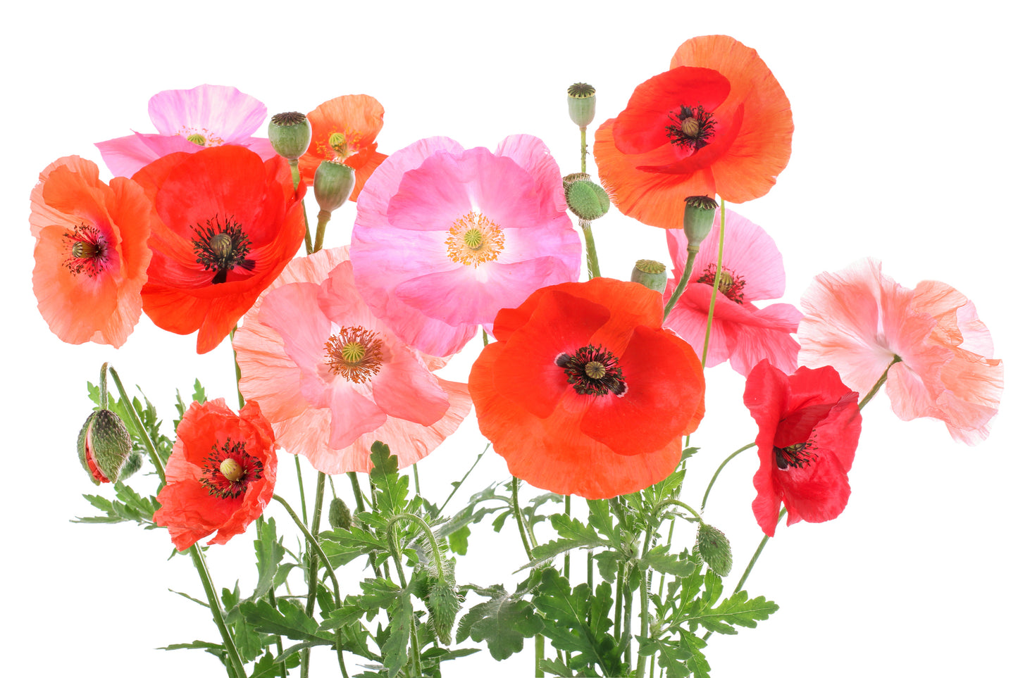 15000 Samen Klatschmohn Mischung Rot Pink Töne Blumenwiese Bienen Wiese Mohn