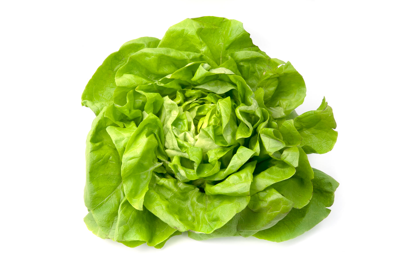 1000 Samen Kopfsalat „Kagraner Sommer 2“ – Grüner Gartensalat | Ertragreicher Sommer-Salat für Beet, Hochbeet & Balkon