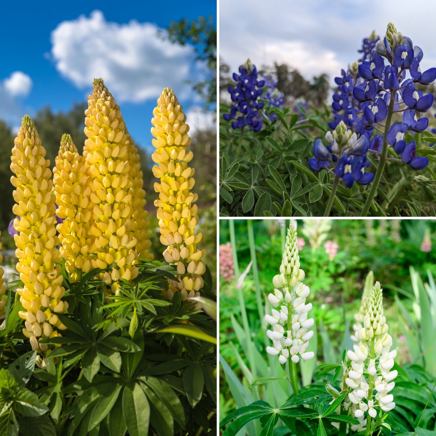 400 Samen Lupine Mix – Blau, Weiß & Gelb | Wildblume, Düngerpflanze & Bienenweide für Garten & Wiese