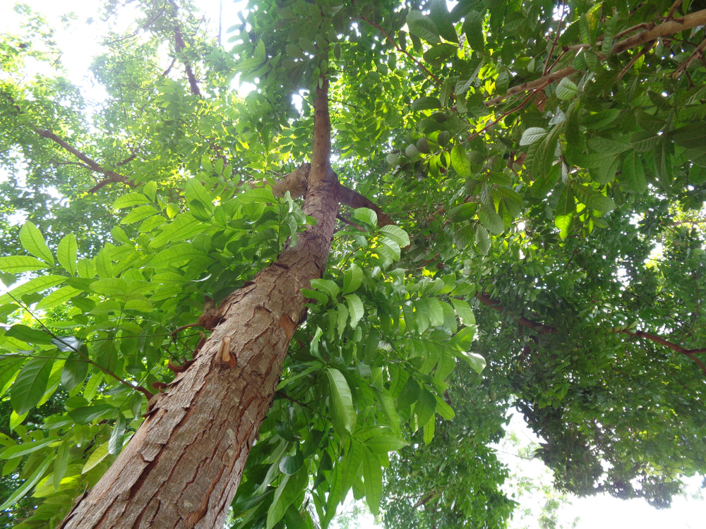 Mahagoni Baum Samen Swietenia macrophylla 5 Baum Samen, Echter Mahagoni