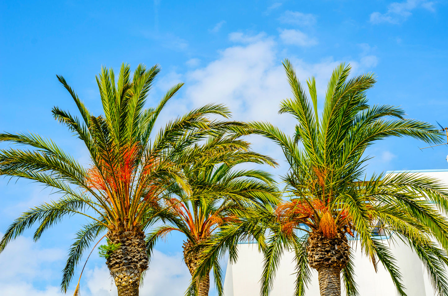15 Samen Echte Dattelpalme (Phoenix dactylifera) – Exotische Palmen für Garten & Terrasse | Karibik-Feeling zuhause