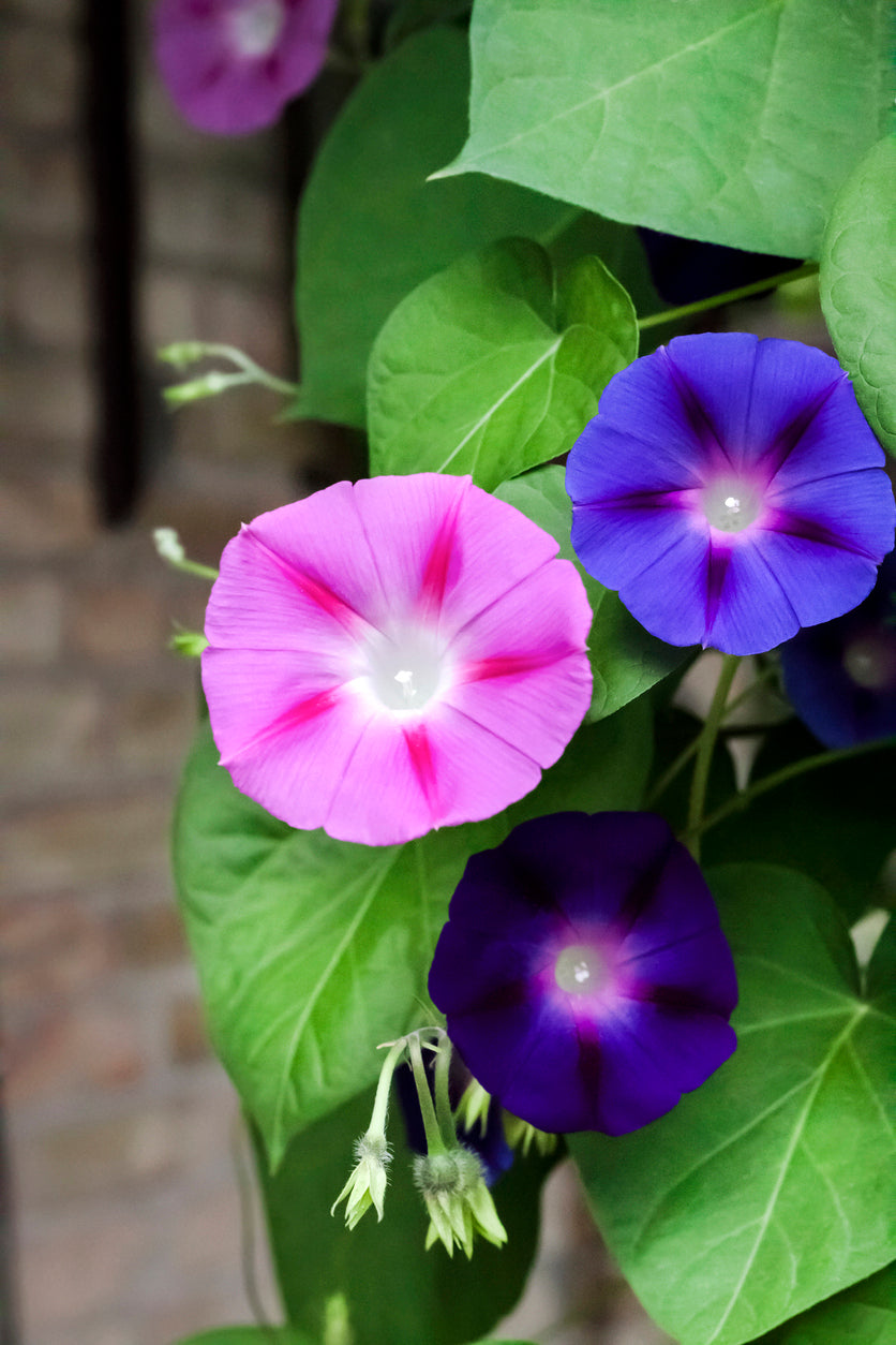 100 Samen Prunkwinde (Ipomoea purpurea) – Trichterwinde | Schnell wachsende Kletterpflanze für Garten & Balkon