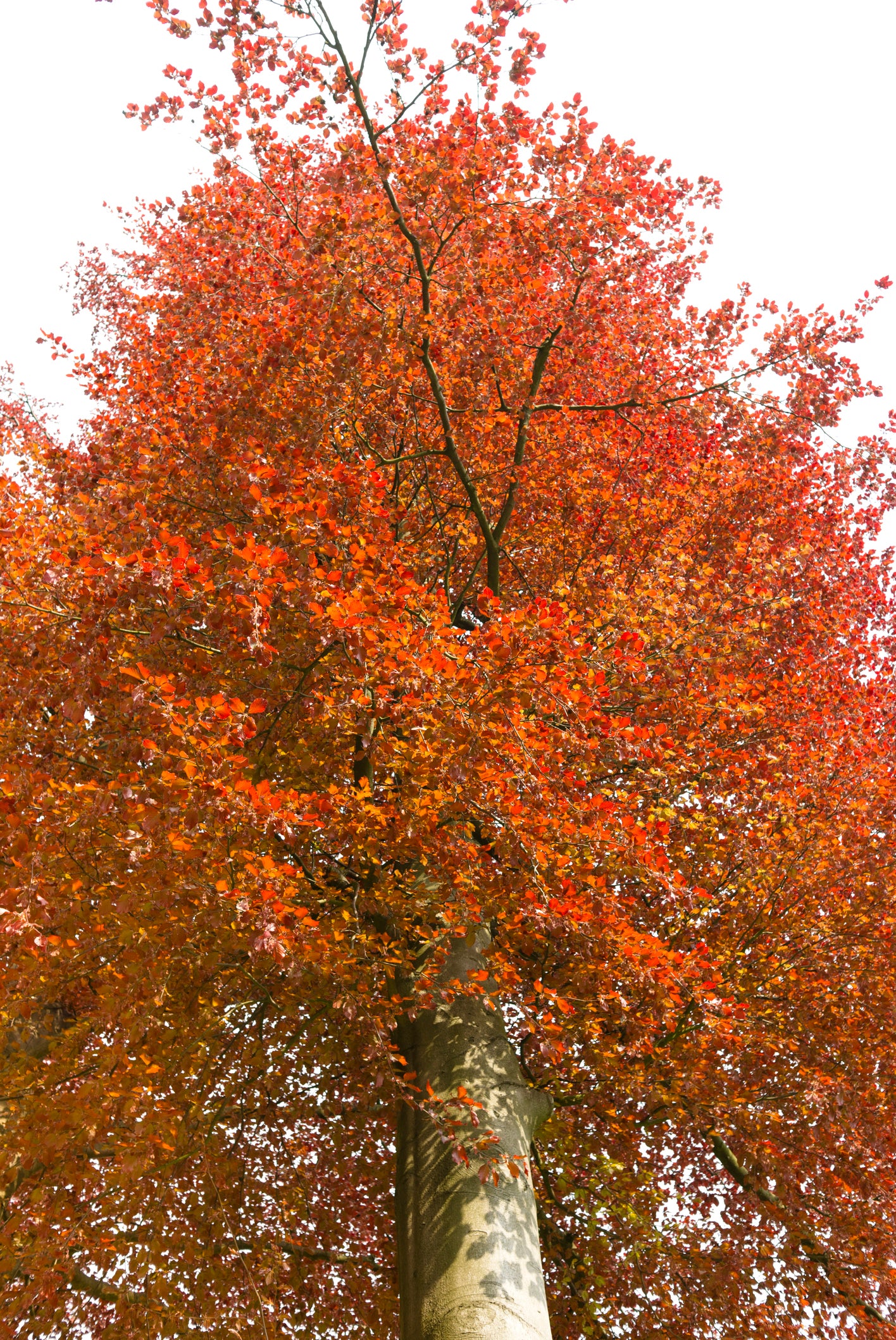 🌳 30 Samen Rotbuche (Fagus sylvatica) – Edler Waldbaum für Garten & Natur 🌳