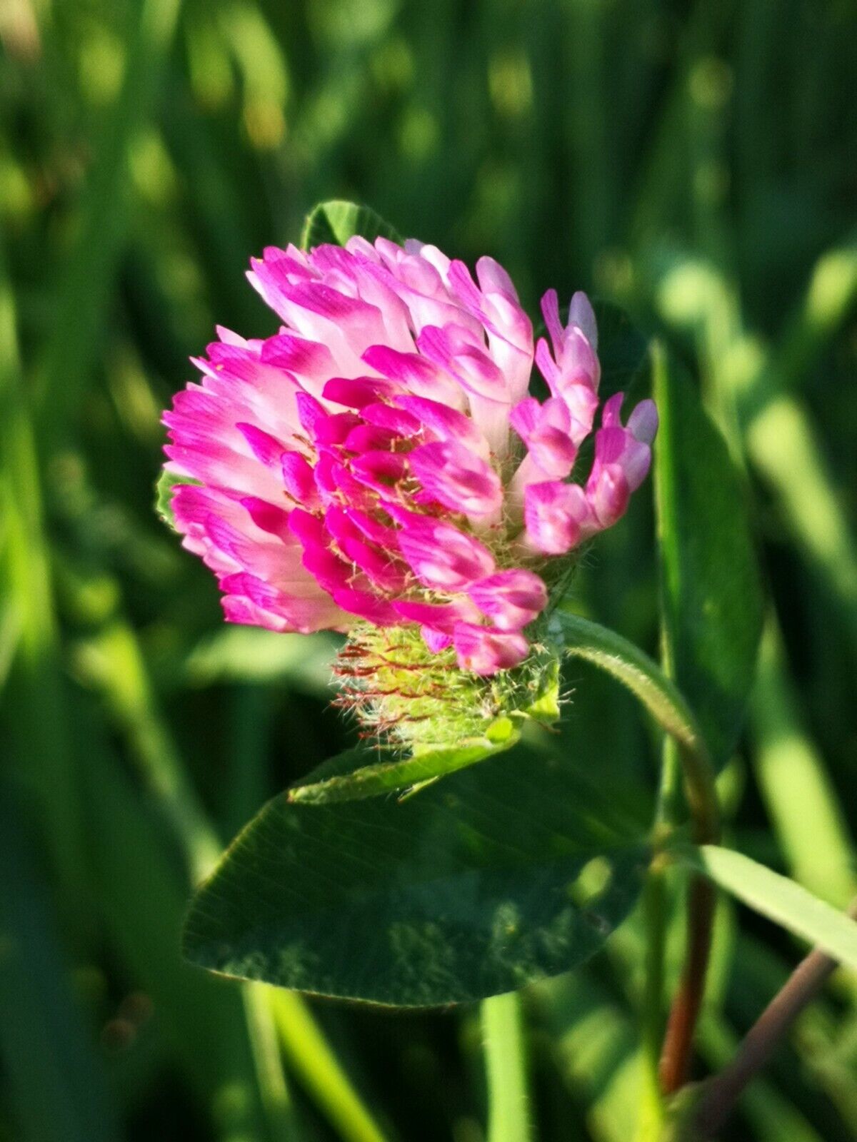 10000 Samen Rotklee Trifolium pratense Wiesenklee Bienenweide Nektar Blüte