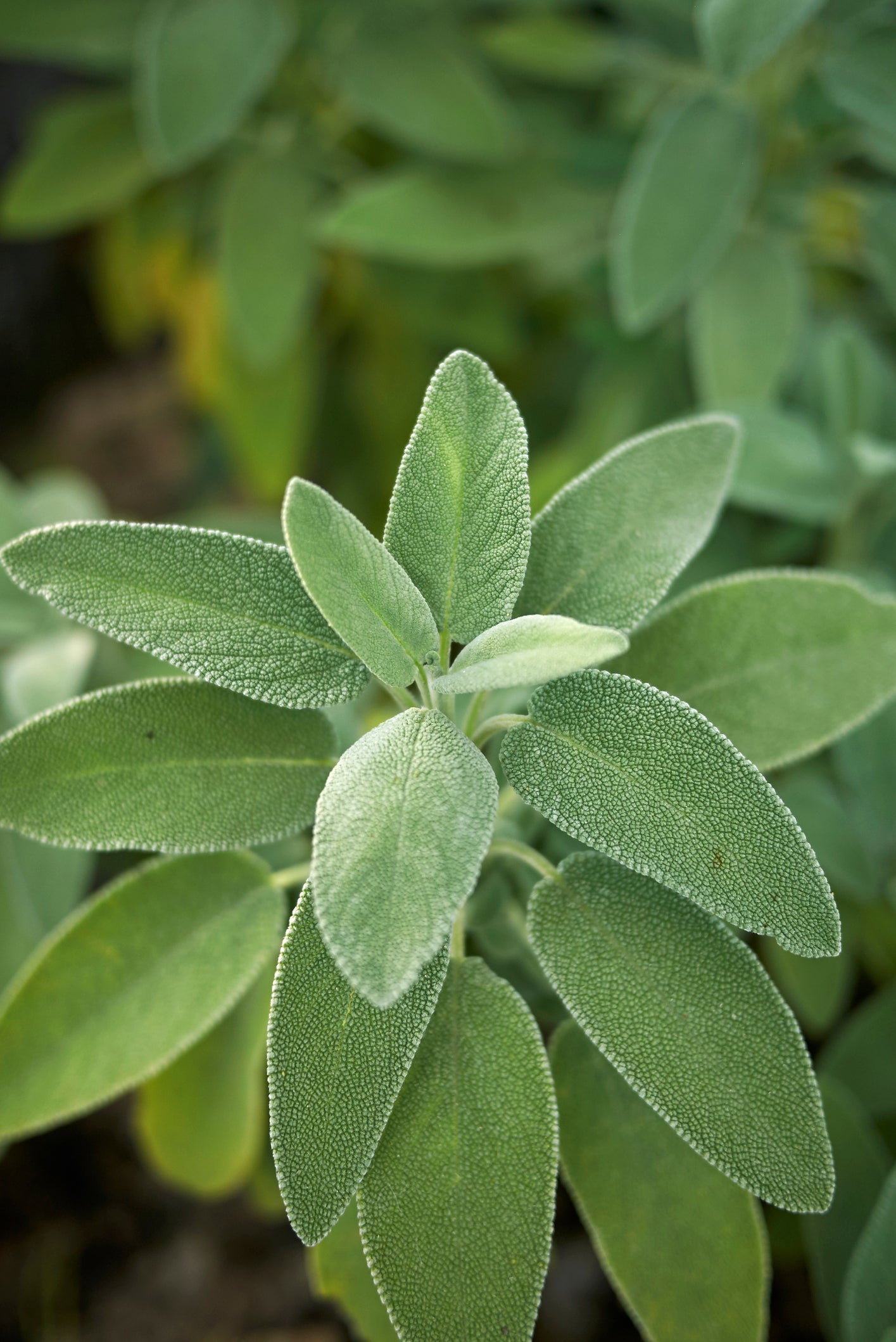 300 Samen Echter Salbei (Salvia officinalis) – Aromatisches Küchen- & Heilkraut für Garten, Balkon und Kräuterbeet