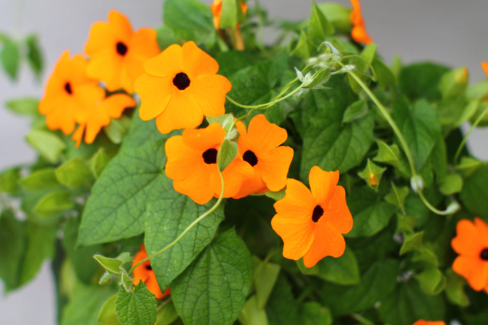 100 Samen Schwarzäugige Susanne Orange Thunbergia alata Kletterpflanze Garten