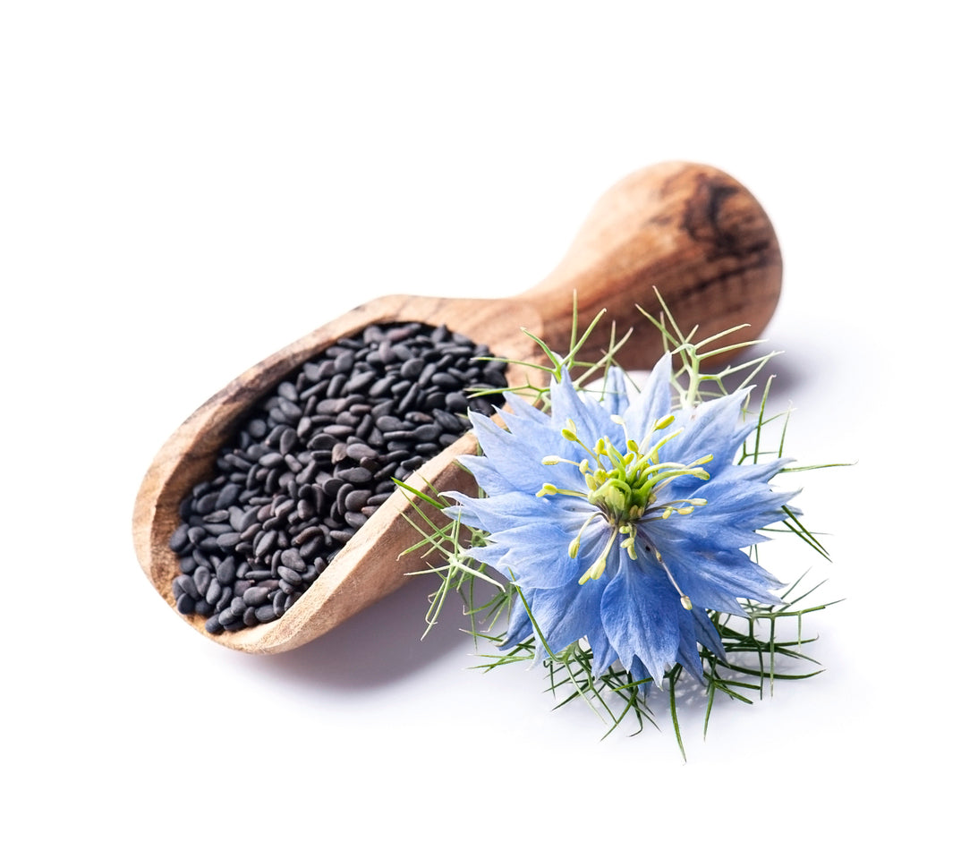 3000 Samen Echter Schwarzkümmel – Nigella sativa – Aromatische Gewürz- & Zierpflanze für Garten, Kräuterbeet & Blumenwiese