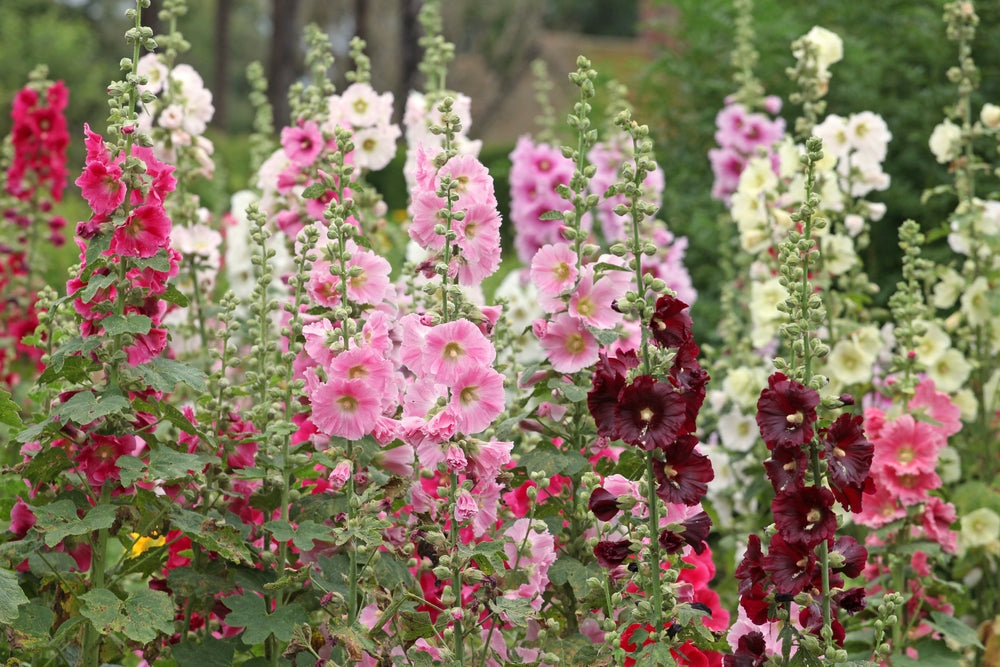Gemeine Stockrose „Bunter Mix“ (Alcea rosea) 100 Samen Farbenfrohe Bauerngarten
