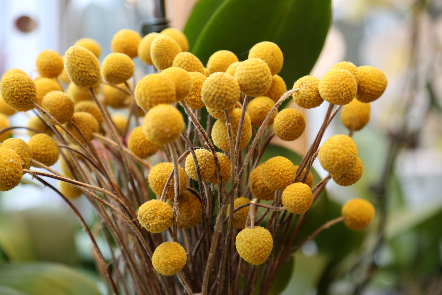 60 Samen Trommelstöckchen Craspedia Globosa Trommelstock Garten Blumen Drumstick