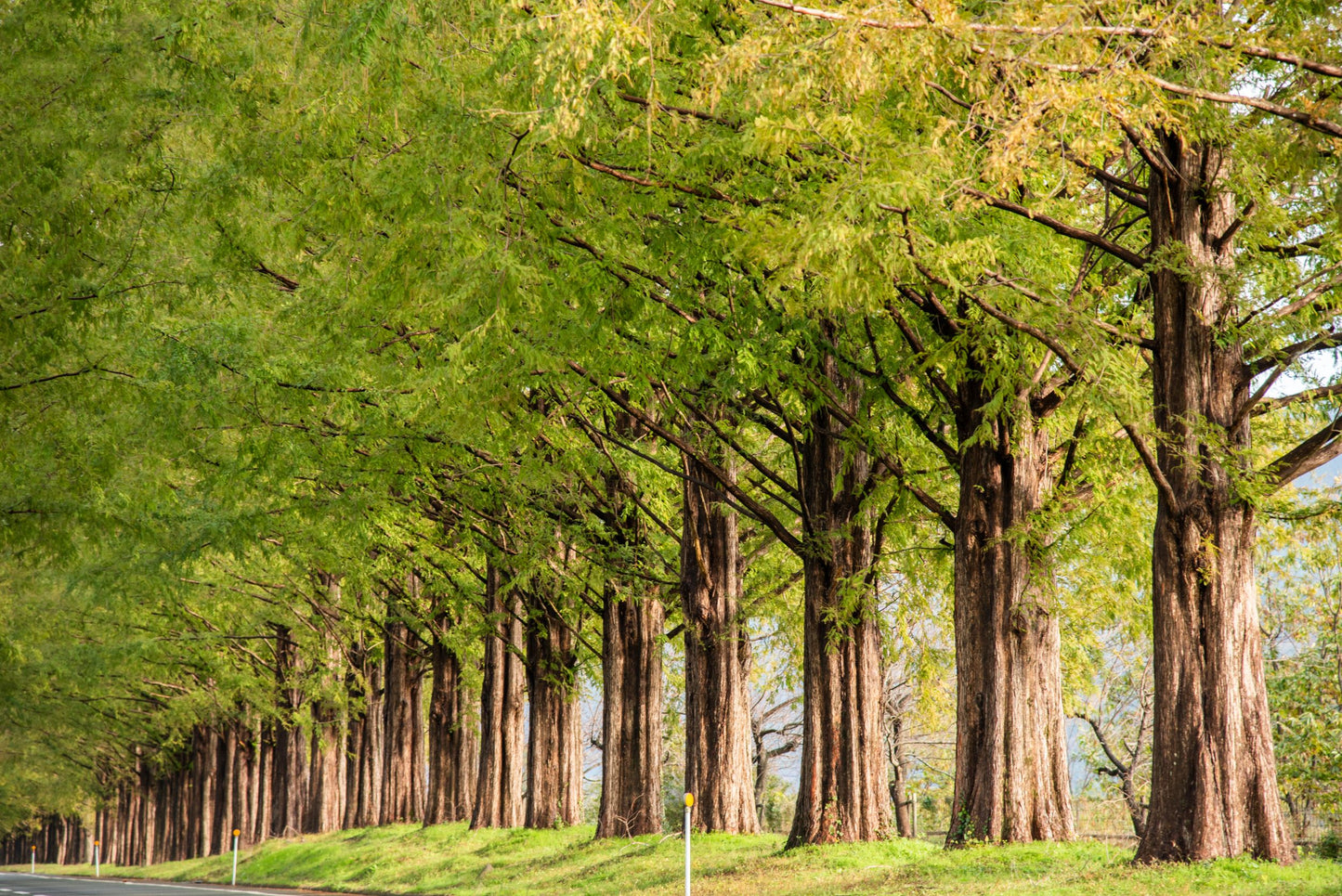 50 Samen Urweltmammutbaum (Metasequoia glyptostroboides) – Rotholz Mammutbaum Bonsai & Gartenbaum – Wuchshöhe bis 30 m