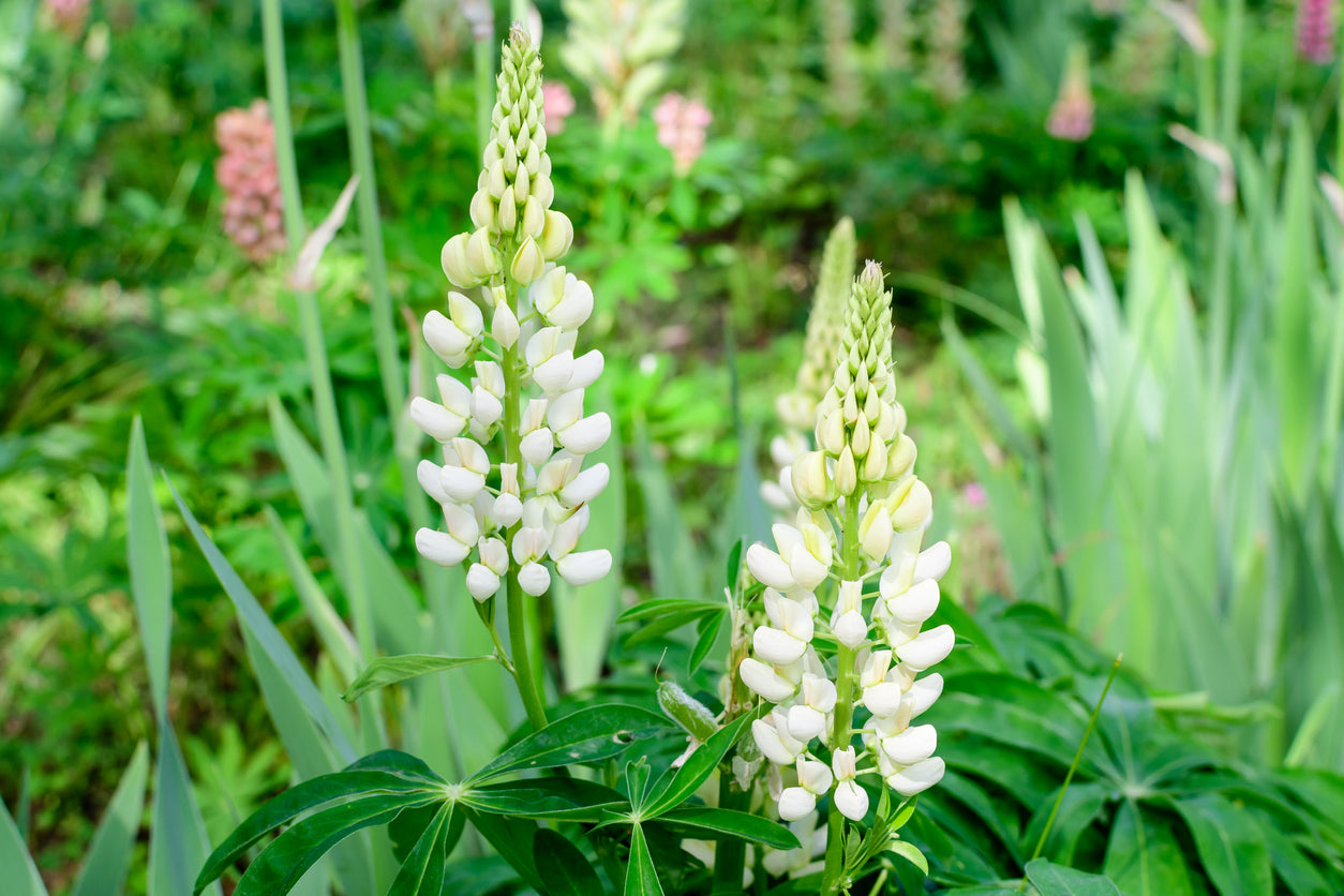 100 Samen Weiße Lupine (Lupinus albus) – Wildblume, Stickstoffbinder & Bienenfreundliche Pflanze für Garten & Wiese