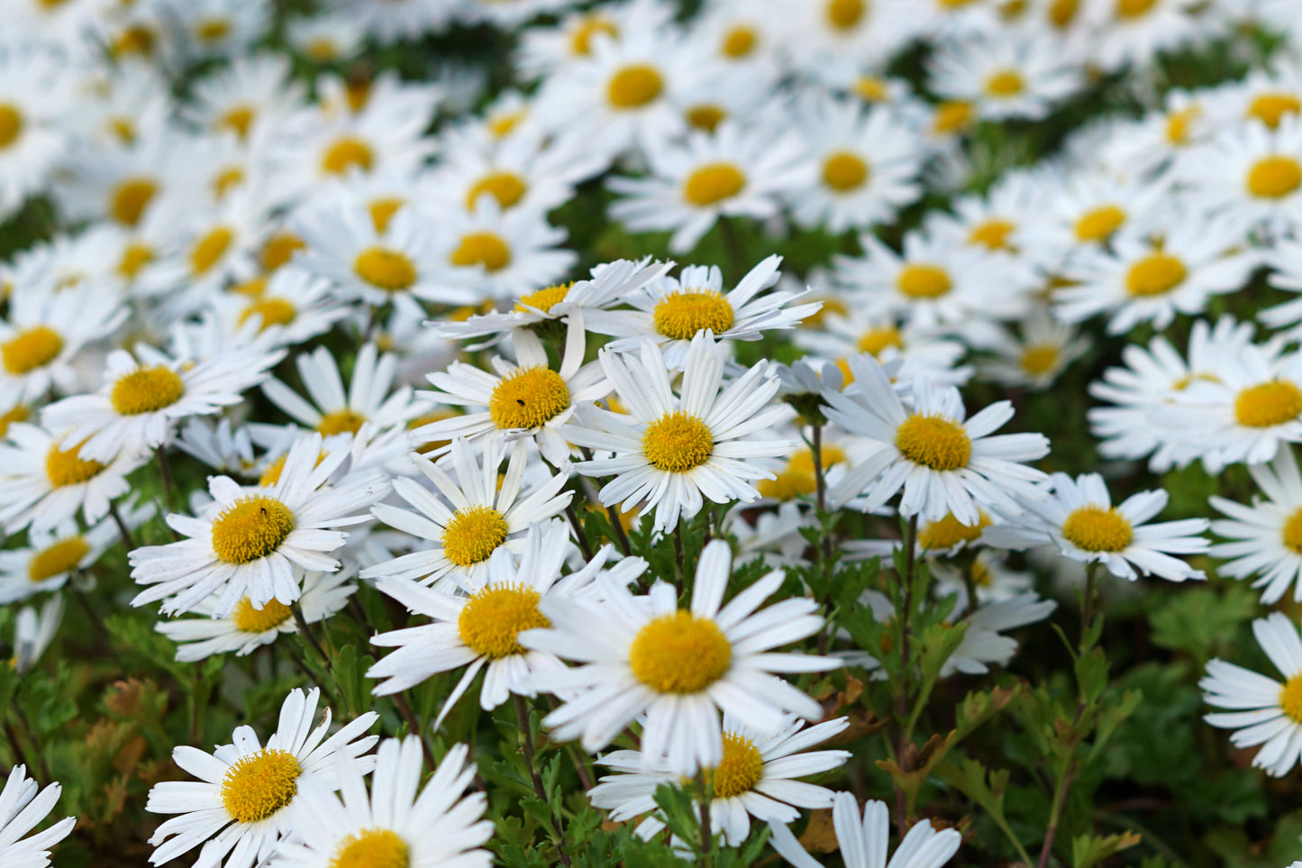 6000 Samen Wiesen Margerite Wild Blume Bienenmagnet Blumensamen Garten
