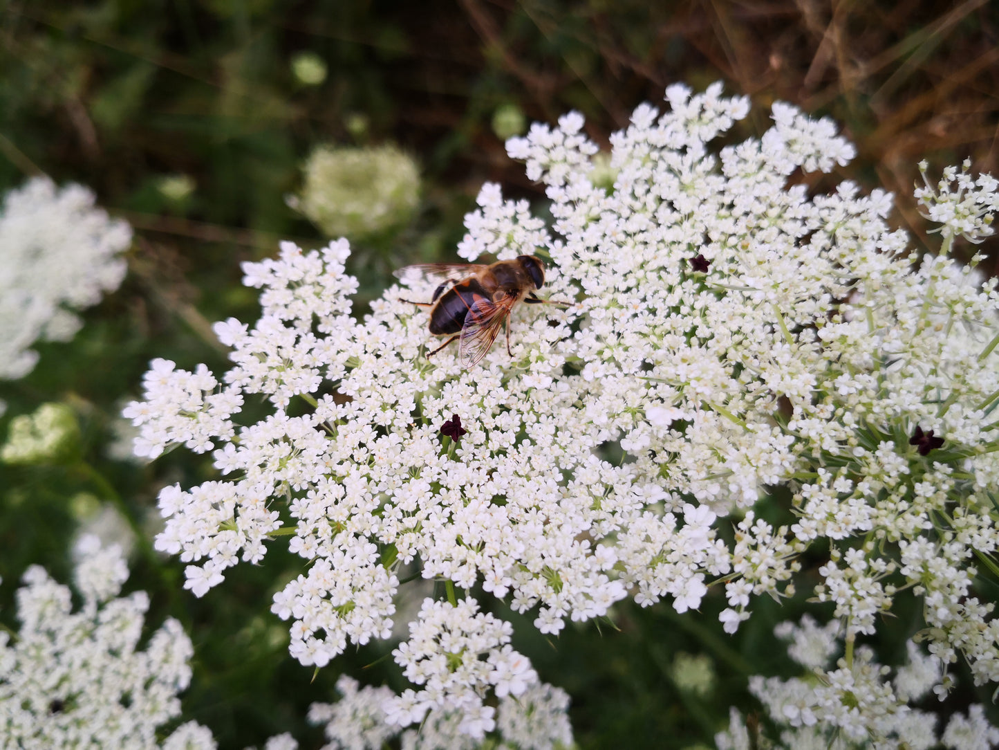 500 Samen Wilde Möhre Daucus carota Bienen Blumenwiese Wildblume Insekten