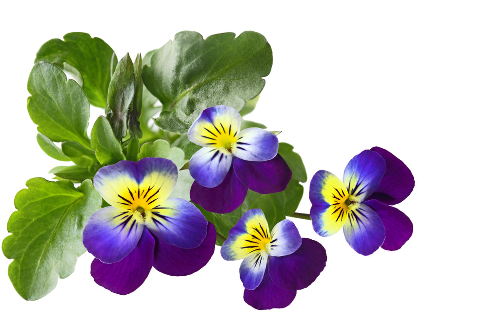 1000 Samen Wildes Stiefmütterchen „Viola tricolor“ – Bunte Blütenmischung – Robust & Pflegeleicht für Garten, Balkon und Wiese