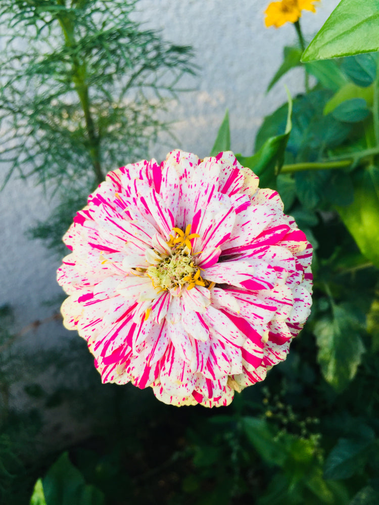 100 Samen Zinnien Peppermint Stick Zinnia elegans Gartenblumen der Blickfang
