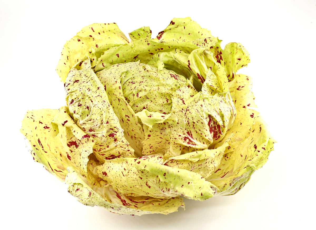 1000 Samen Chicoree Variegated of Lusia Salat Gemüse Chicory Vegetables Garten