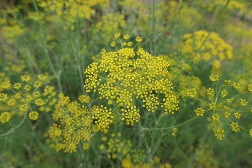 500 Samen Fenchel (Foeniculum vulgare) – Gewürz-, Kräuter- & Heilpflanze | Bienenfreundlich für Garten & Tee