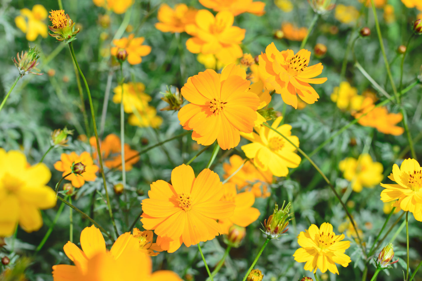 500 Samen Gelbes Schmuckkörbchen – Cosmos sulphureus – Leuchtende Wildblumen für Garten, Blumenwiese & Bienenweide