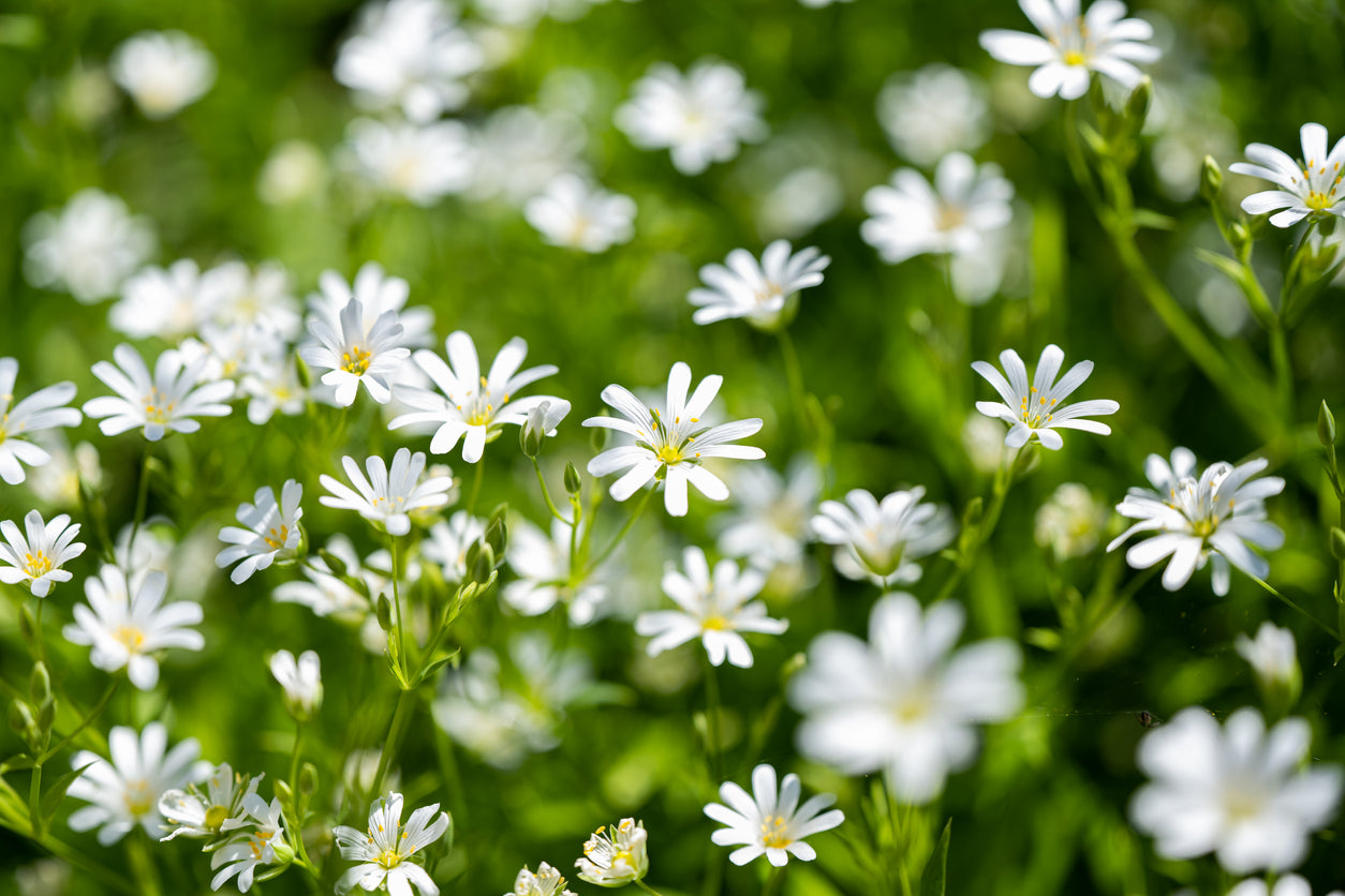 2000 Samen Vogelmiere Stellaria media Vogelfutter Sternenkraut