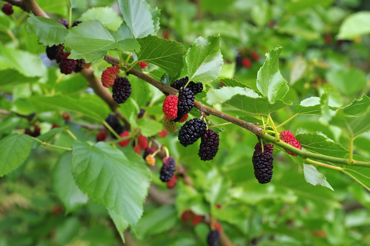 200 Samen Schwarzer Maulbeerbaum (Morus nigra) – Heimischer Fruchtbaum für Garten & Terrasse | Süße Maulbeeren selbst anbauen