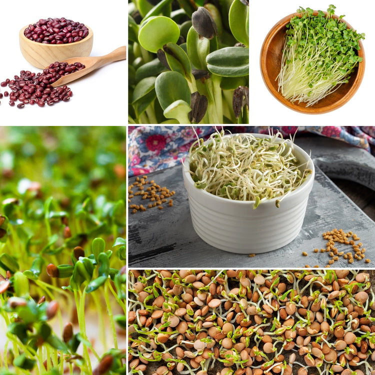 Sprossen und Microgreens