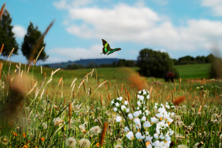 Blumen/Wildblumen