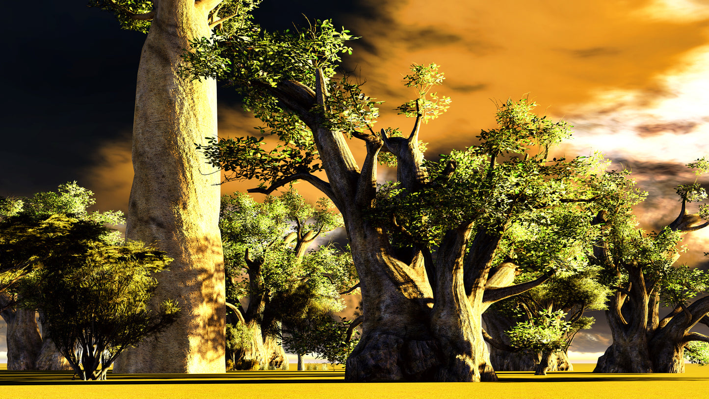 10 Samen Afrikanischer Affenbrotbaum Baobab Adansonia digitata Bonsai