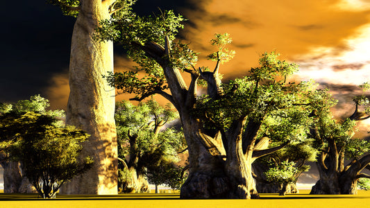 10 Samen Afrikanischer Affenbrotbaum Baobab Adansonia digitata Bonsai