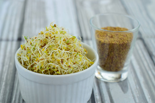 10 g Bio Alfalfa Samen – Keimsprossen, Microgreens & Luzerne | Vegan, nährstoffreich & gesund