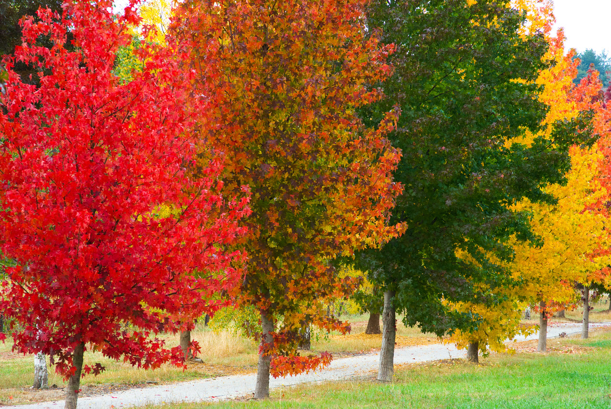100 Samen Amerikanischer Amberbaum (Liquidambar styraciflua) – Zierbaum für Garten, Park & Herbstfärbung
