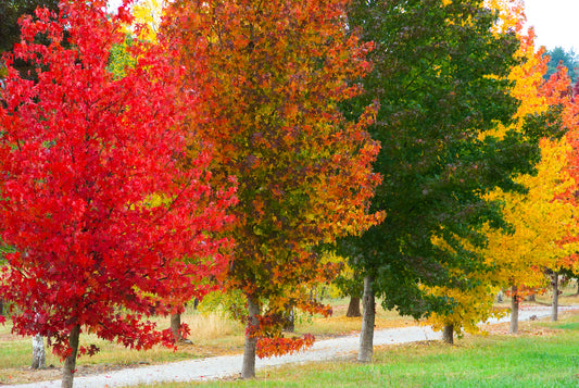 100 Samen Amerikanischer Amberbaum (Liquidambar styraciflua) – Zierbaum für Garten, Park & Herbstfärbung