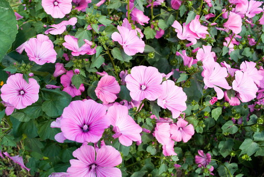 1000 Samen Bechermalve „Lavatera trimestris“ – Bunte, schnellwachsende Sommerblume – Robust & Pflegeleicht für Garten und Balkon