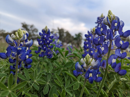 150 Samen Lupine Blau (Lupinus angustifolius) – Wildblume & natürliche Düngung für Garten, Wiese & Blumenbeet