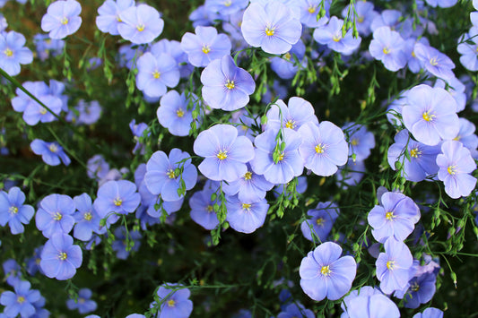 2000 Samen Blauer Lein Linum perenne Staudenlein Wildblume Blumenwiese Bienen