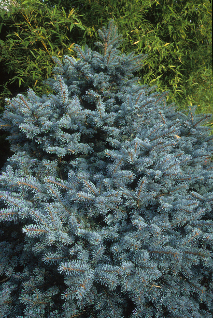 25 Samen Blaue Stech-Fichte (Picea pungens) – Nadelbaum für Garten, Balkon & Weihnachtsbaum