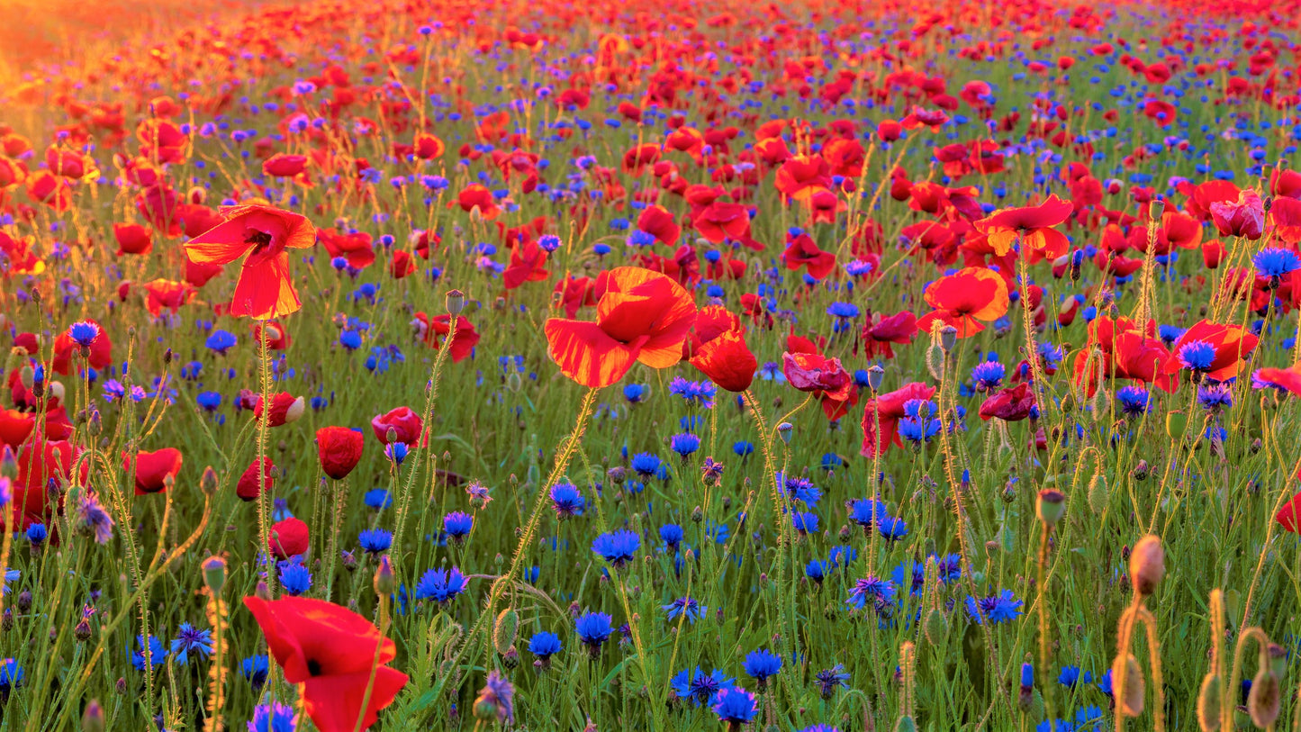 14000+ Samen 10 g Sommer Blumen Wiesen Mischung Bienen Wildblumen Mohn Kornblume