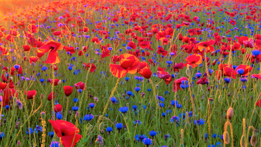 14000+ Samen 10 g Sommer Blumen Wiesen Mischung Bienen Wildblumen Mohn Kornblume