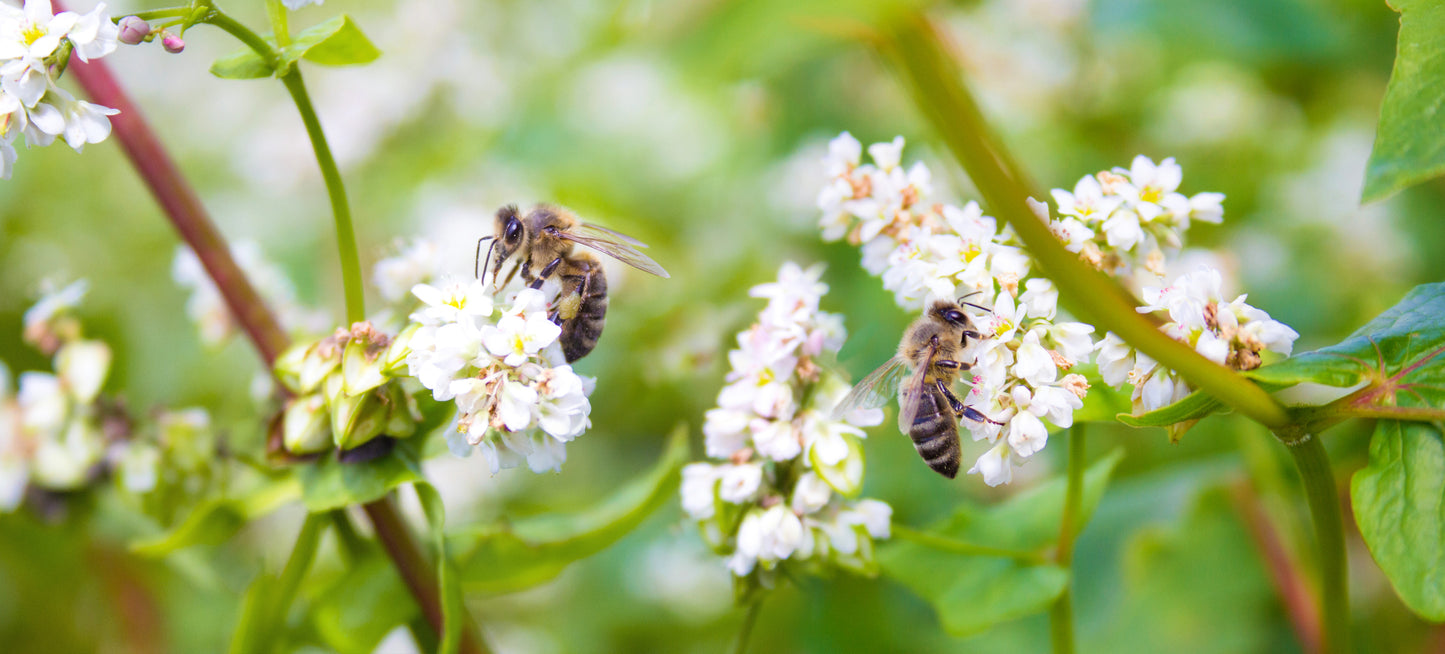 1000 Samen Buchweizen (Fagopyrum esculentum) – Bienenweide & Gründünger – Schnellwachsender Bodenverbesserer – Vogelfutter Pflanze