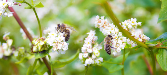1000 Samen Buchweizen (Fagopyrum esculentum) – Bienenweide & Gründünger – Schnellwachsender Bodenverbesserer – Vogelfutter Pflanze