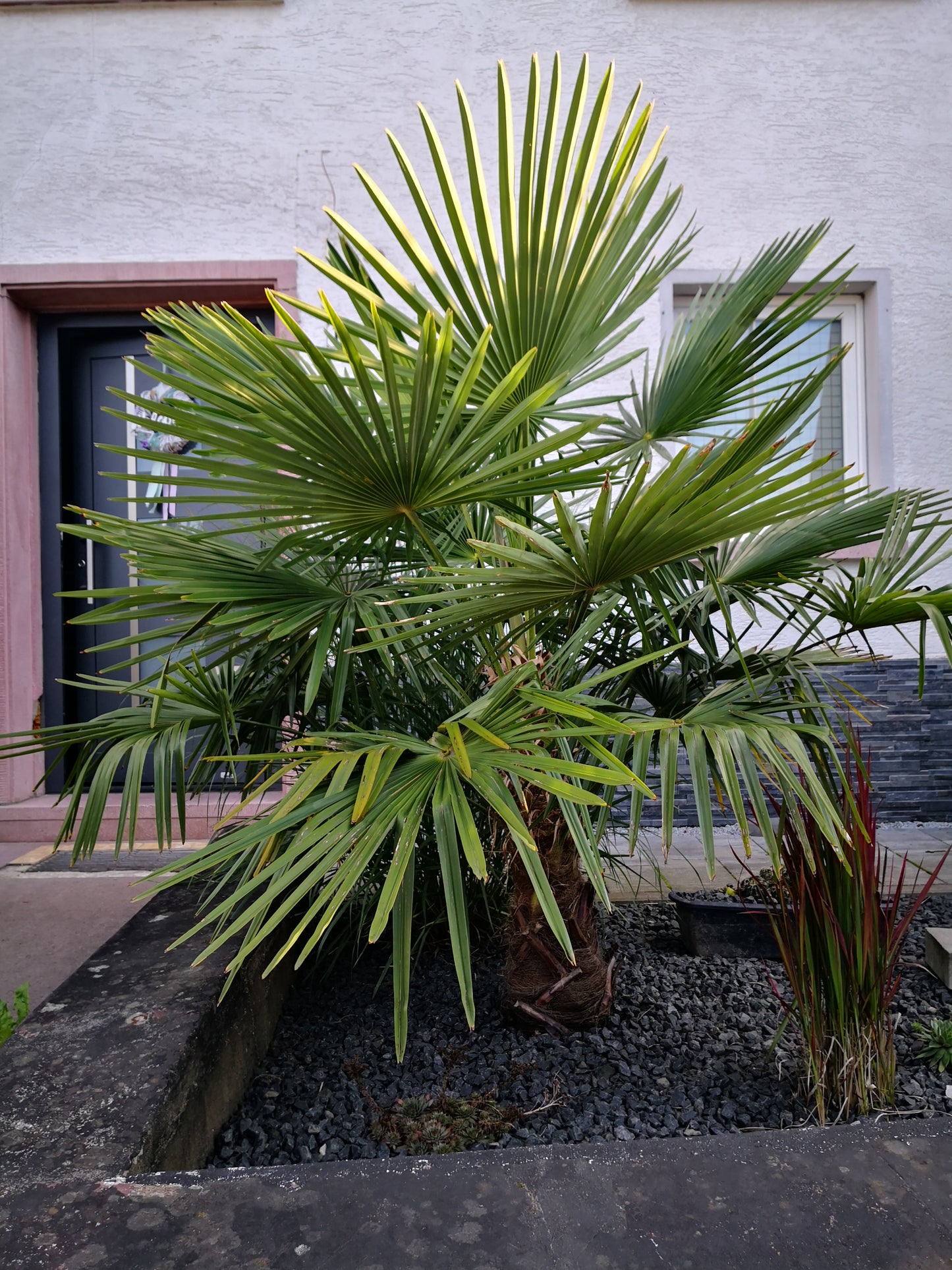 30 Samen Hanfpalme  Trachycarpus fortunei  Palmen Samen