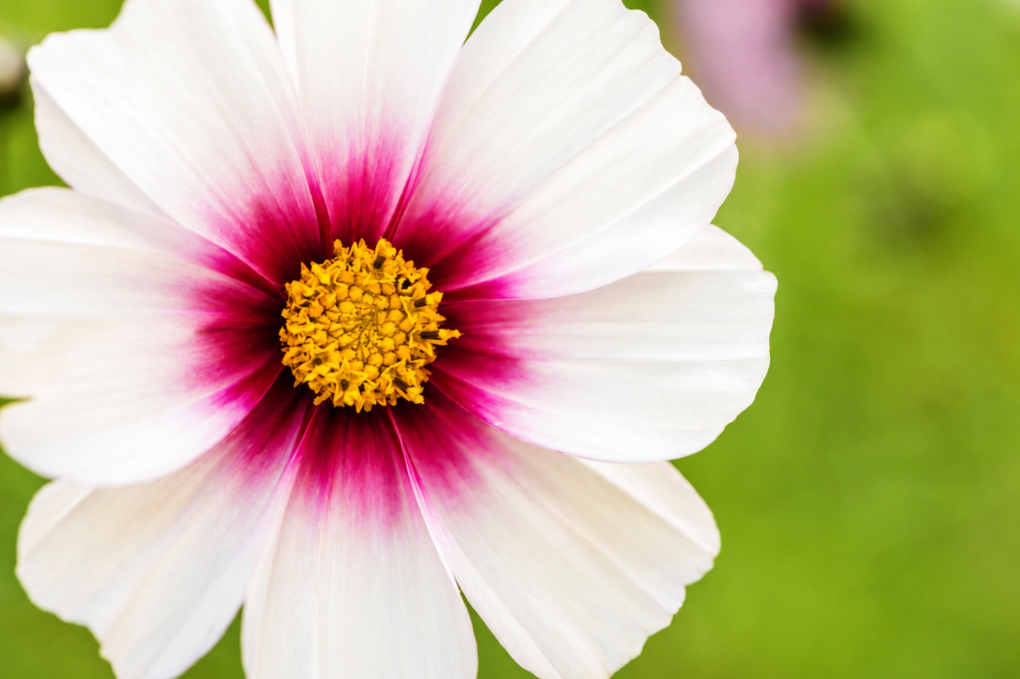 250 Samen Cosmos bipinnatus Day dream
