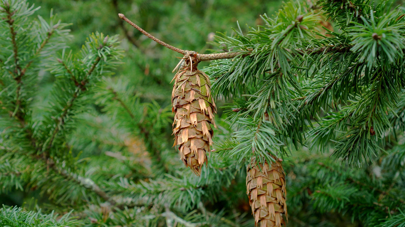 30 X Samen Douglasie Pseudotsuga menziesii Nadelbaum, Baum Samen