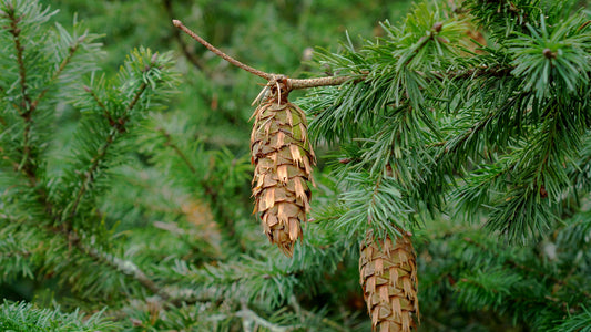 30 X Samen Douglasie Pseudotsuga menziesii Nadelbaum, Baum Samen
