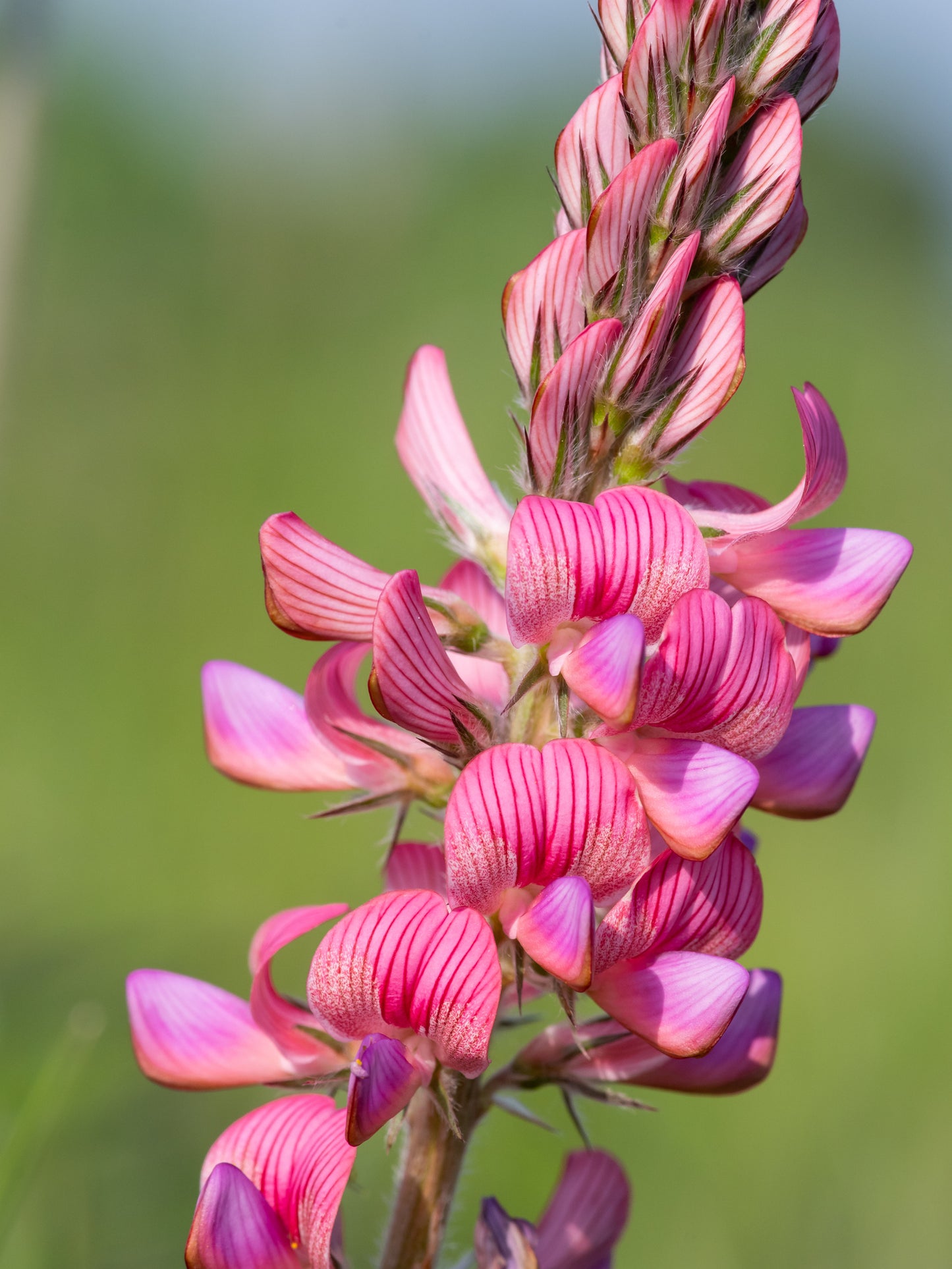 1000 Samen Esparsette (Onobrychis viciifolia) – Futterpflanze, Wildblume & Bienenweide für Pferde und Garten