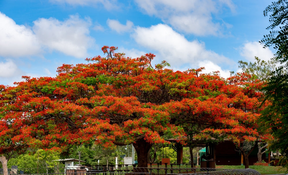 10 Samen Flammenbaum  Delonix Regia, Flamboyant, Baum Samen
