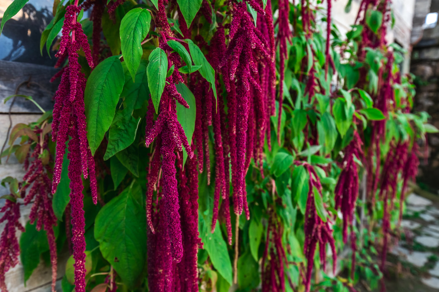1000 Samen Gartenfuchsschwanz Rot (Amaranthus caudatus) – Hängende Blüten – Zierpflanze Garten – Wuchshöhe ca. 80–120 cm