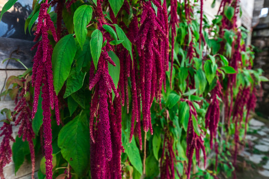 1000 Samen Gartenfuchsschwanz Rot (Amaranthus caudatus) – Hängende Blüten – Zierpflanze Garten – Wuchshöhe ca. 80–120 cm